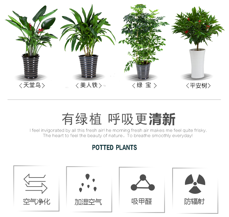 大型植物2.jpg